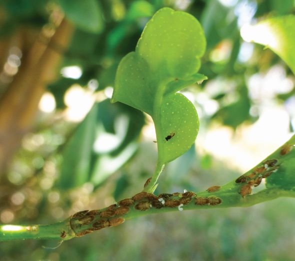 A female Tamarixia radiata (top) sits on a citrus leaf, looking at Asian citrus psyllid nymphs suitable for parasitism. (Photo credit: Mike Lewis, CISR, UC-Riverside.)