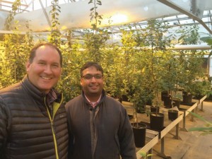 Tim Obrien, Vice President of Marketing and Business Development for Phytelligence and Dr. Amit Dhingra, of Washington State University and founder of Phytelligence pose for a photo in the WSU greenhouse in Pullman, WA. (Photos credit: Win Cowgill)