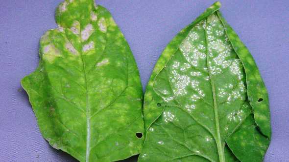 White rust on spinach leaves
