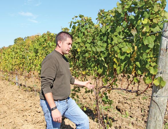 Matt Meineke of M Cellars says burying vines has paid dividends in the past two years. (Photo credit: Christina Herrick)