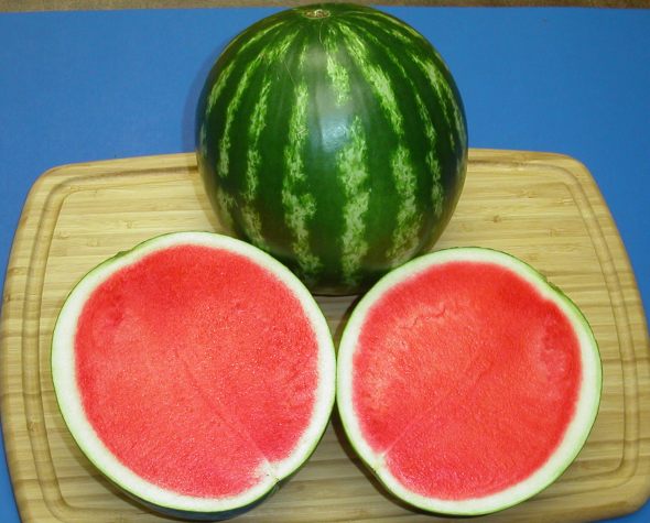 bijou watermelon for web