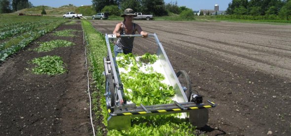 One of the authors of a new study is shown harvesting baby-leaf greens in a field in Washington. Field experiments revealed ways growers can lengthen production seasons for popular salad greens. Photo courtesy of Carol Ann Miles