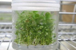 Rootstocks growing in a growing medium (agar). (Photo courtesy of Phytelligence)