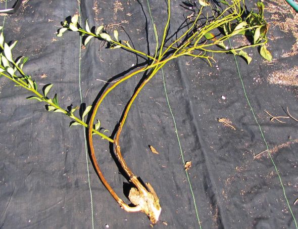 Willowy stem growth shown here from an old high-cut stump. (Photo credit: Charlie O'Dell)