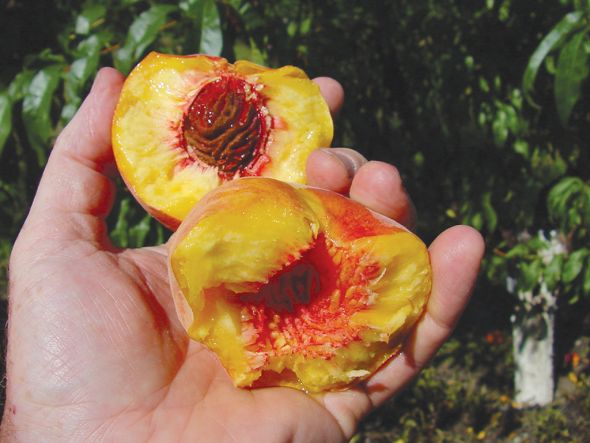 Some peach varieties have ragged-textured flesh when picked very ripe and when canned. (Photo credit: Bill Shane)