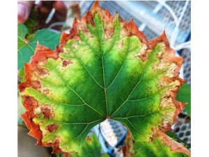 Grapevine leaf exhibiting Pierce's disease symptoms. Photo: Aaron Jacobson, UC-Davis
