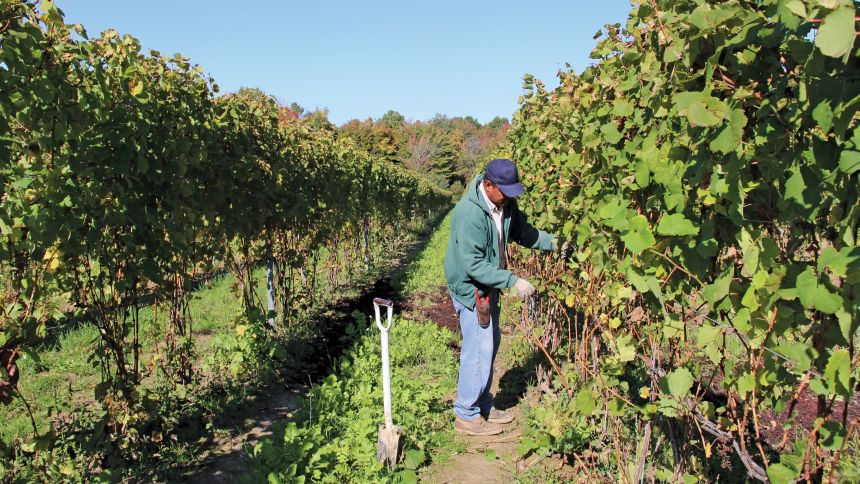 A vineyard worker first cuts the young canes out of the trellising. (Photo credit: Christina Herrick)