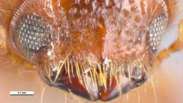 Extreme closeup of invasive wood-boring insect Xyleborus volvulus