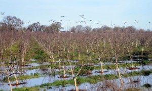 Flooded walnut orchard. Copyright © 2015 The Regents of the University of California. Used by permission.” Photo by Josh Viers