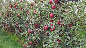 Cosmis Crisp apples planting FEATURE