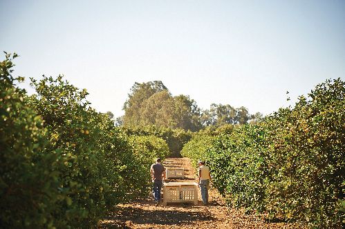Sunkist organic lemons being harvested at the Donlon Ranch in Ventura County, CA by Jane and Ned Donlon, 5th and 6th generation growers, respectively.
