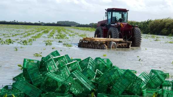 Flooded vegetable field in South Florida
