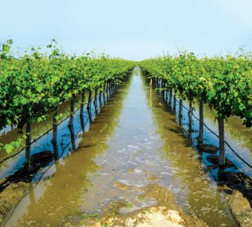Many years ago, Don Cameron noted flooding winegrape vineyards did not damage the vines. (Photo credit: Terranova Ranch)