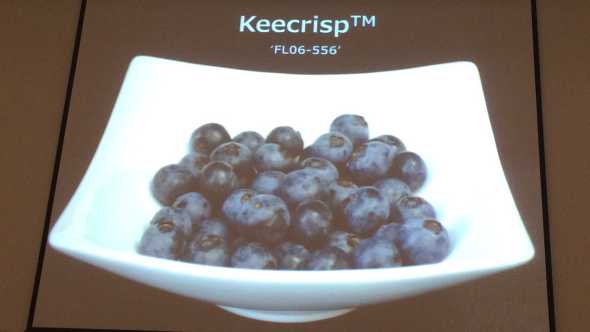 PPT slide photo of Keecrisp blueberry variety