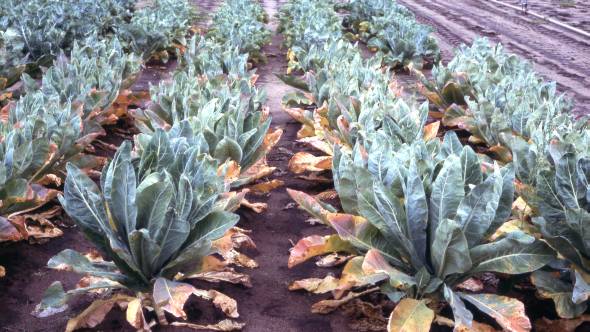 This field of cauliflower is deficient in nitrogen. Photo credit: 