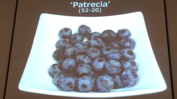 PPT slide photo of Patrecia blueberry varieity
