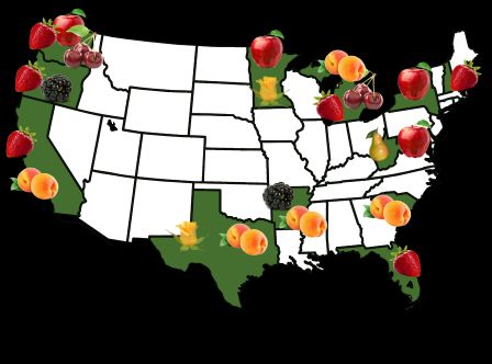 RosBREED will have an impact on nearly all the major U.S. rosaceous crop production areas.