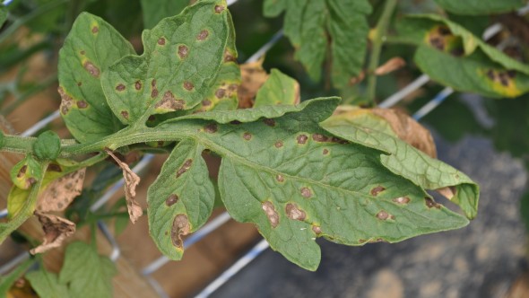 •Septoria leaf spot causes small circular lesions that are tan in the center and surrounded by a dark margin. In the center of the lesion can be small black dots — which typically need a hand lens to be seen — that are the fruiting structures of the fungus which produce the condia (spores) the pathogen needs to spread. Photo credit: Beth Gugino, Penn State University 