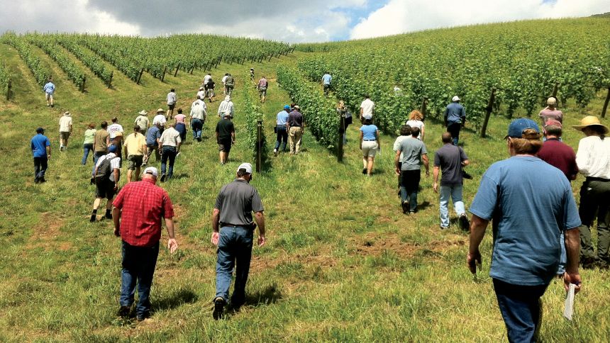 Convex landforms in Virginia are advantageous for grape growers as shown at this summer vineyard meeting. (Photo credit: Tremain Hatch)