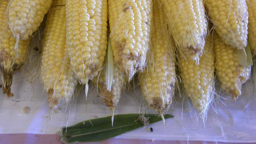 Trying to spot corn earworm eggs on silks can be a practice in futility. Photo by Richard Weinzierl