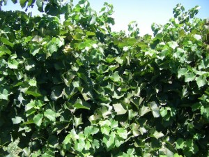 The canopy of the vines that received the under-canopy sprinkler irrigation just on hot nights during heatwaves appear to be healthier than the control vines and have a higher yield. Photo: Michael McCarthy