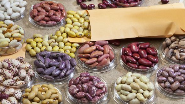 A selection of Andean dry beans, Phaseolus vulgaris, from the Andean bean diversity panel. Photo by Stephen Ausmus.