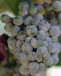 Powdery mildew-infected grapes. Photo: Laura Jones