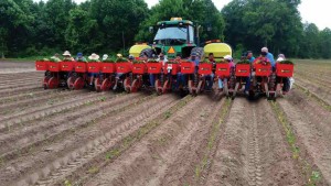 This eight-row Foxdrive transplanter from Checchi & Magli is planting sweet potatoes. The transplatner is a modular design and each transplatner unit is mounted on a tool bar. Photo courtesy of Grant Allen, Allen International