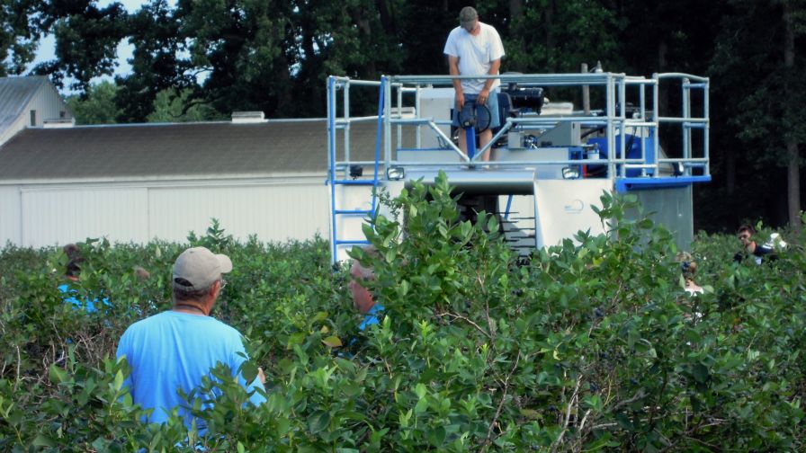 Figure 1. A BEI top loading mechanical harvester being used on blueberry fields. (Photo credit: Mark Longstroth, Extension Fruit Educator, Michigan State University)