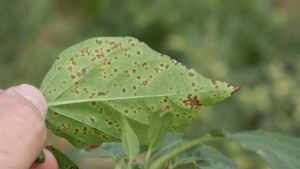 Bacterial spot symptoms appear as small, circular lesions on the leaves and fruit. Photo credit: Dan Egel