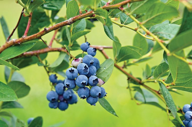 Almost everybody favors sweet blueberries, but poor texture was the most mentioned downer, according to a University of Florida study.