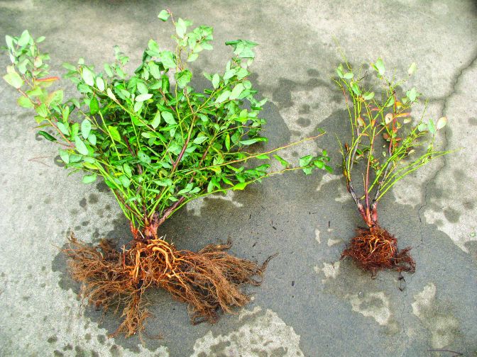 The effects of Phytophthora root rot on blueberry plants are clearly evident. (Photo credit: Jerry Weiland, USDA-ARS.)