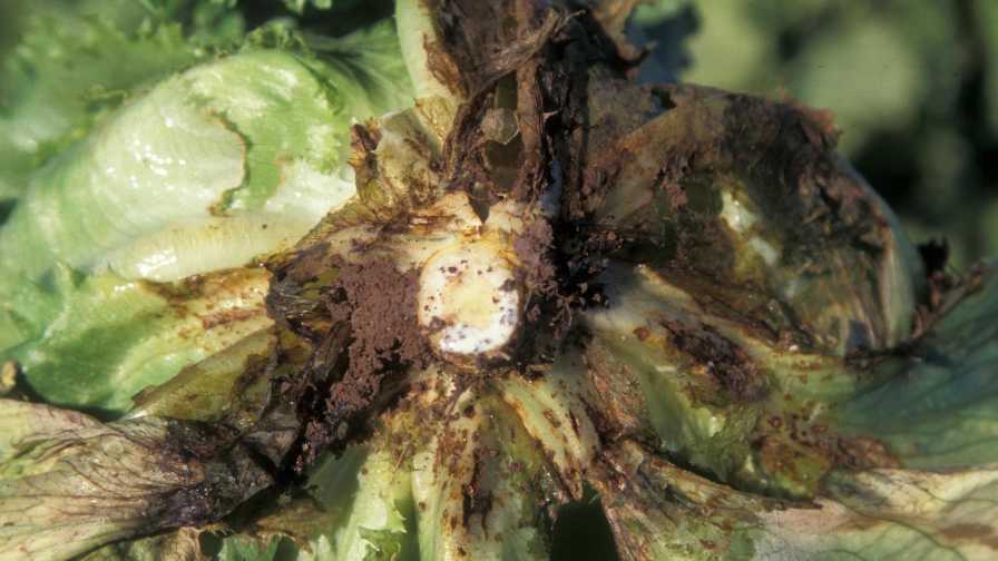 Bottom rot of lettuce in South Florida crop
