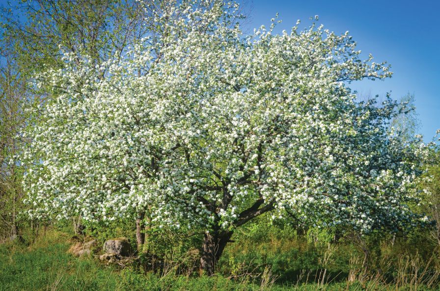 The original ‘Franklin’ cider apple tree in bloom. (Photo credit: Bill Mayo)