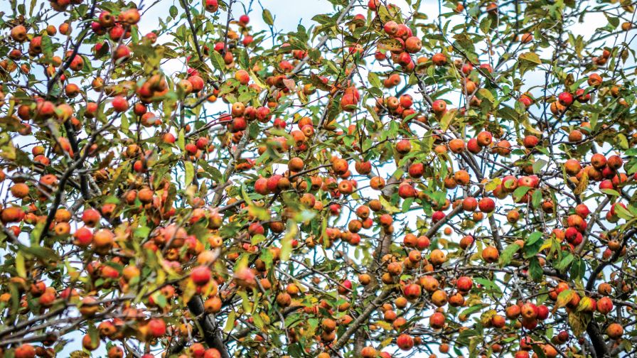 ‘Franklin’ cider apples hang on the original tree in Franklin, VT. (Photo credit: Bill Mayo)
