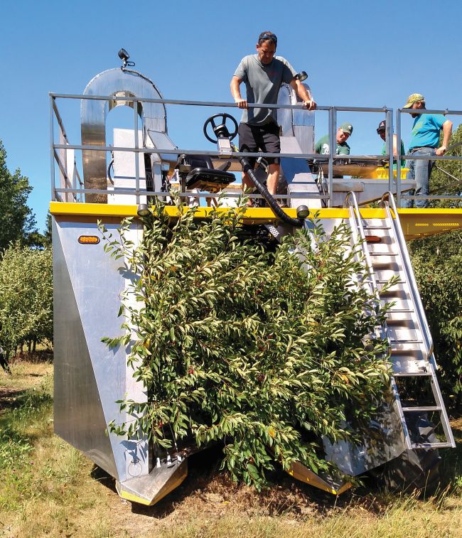 Rob Kolesar of Spring Brook Supply operates a Littau ORXL on a cherry block in 2015 at the Northwest Michigan Horticultural Research Center in Traverse City, MI. Spring Brook Supply is a Littau distributor in Southhaven, MI. (Photo credit: Ron Perry, MSU)