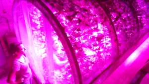 University of Arizona and Philips Lighting collaborated to create improved lighting for plant production in Mars-lunar greenhouses. Photo courtesy of Philips