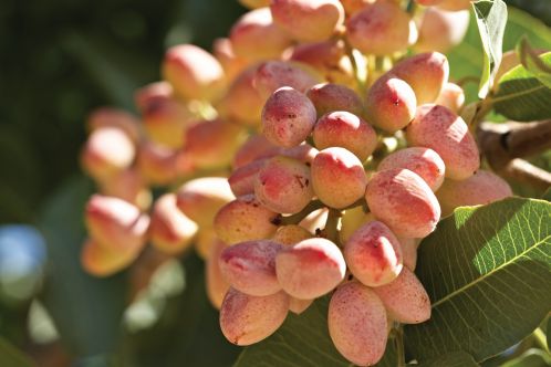 Pistachio Cluster