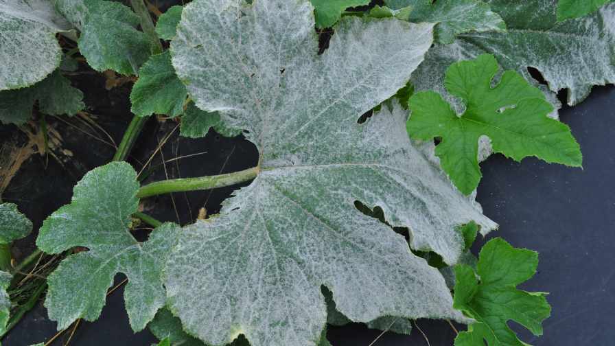  Powdery mildew, as shown on the pumpkin leaf here, can reduce the marketability of crops it affects. Photo credit: Beth Krueger Gugino, Penn State
