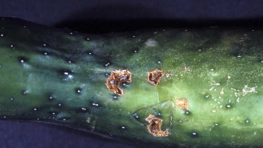 Scab disease on a cucumber