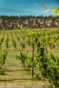 Faith, Hope And Charity Vineyards successfully grows nine cold-hardy hybrid winegrape varieties in Central Oregon.