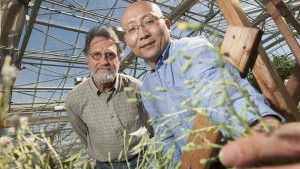 Kent Bradford, left, and Alfred Huo, seen here with a flowering lettuce plant, found that lettuce could be prevented from flowering by increasing the expression of a specific microRNA in the plants. The high levels of this microRNA prevent the plant from transitioning to adulthood and flowering, and the plant continues to make numerous baby leaves rather than forming a compact head of lettuce. (Gregory Urquiaga/UC Davis)