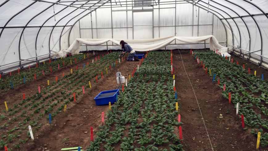 Undergraduate student assistant Talia Levy harvests spinach on Dec. 18, 2015. The row cover you see at the end of the tunnel is removed for harvest and then replaced for added warmth. Photo credit: Kaitlyn Orde/UNH