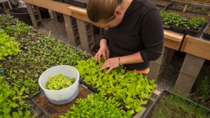 An intern harvest salad greens at Churview Farm for a farm dinner 