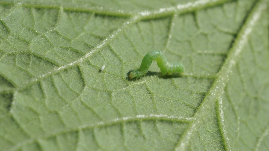 Cabbage looper larvae on cantaloupe photo credit John Palumbo