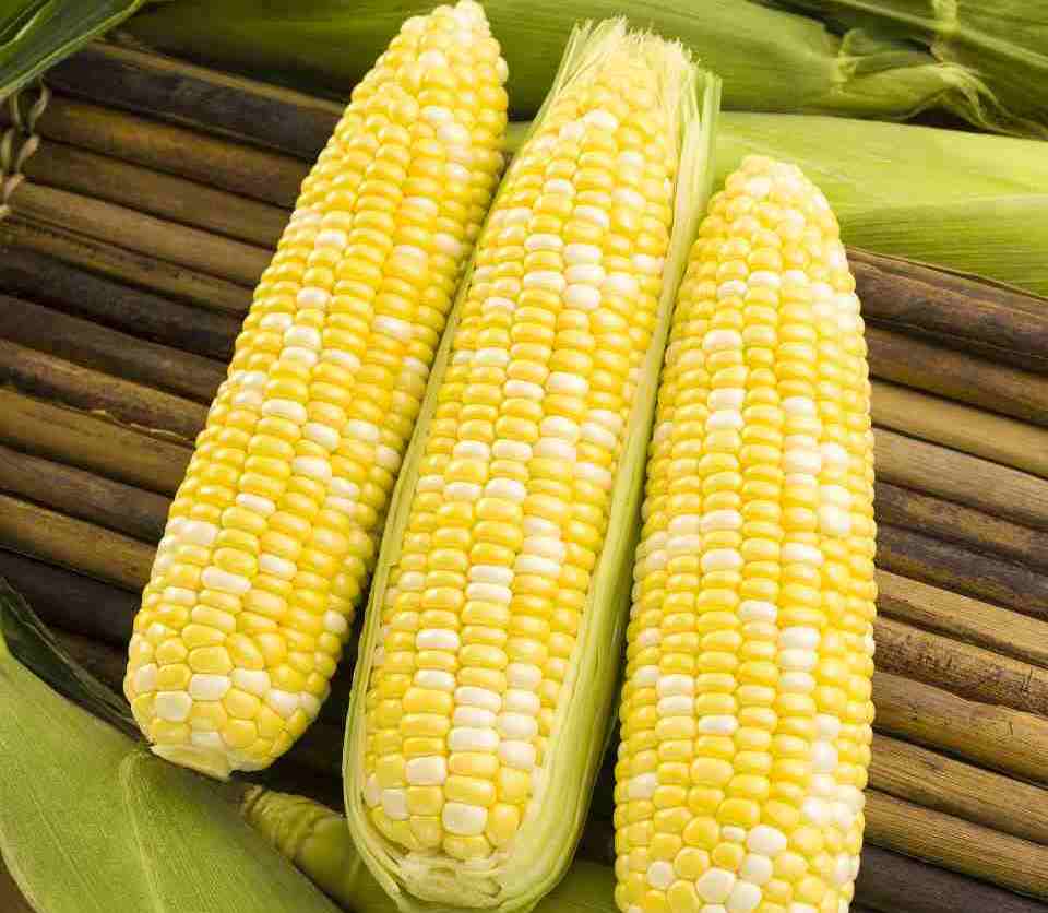 22-sweet-corn-varieties-you-need-to-know-growing-produce