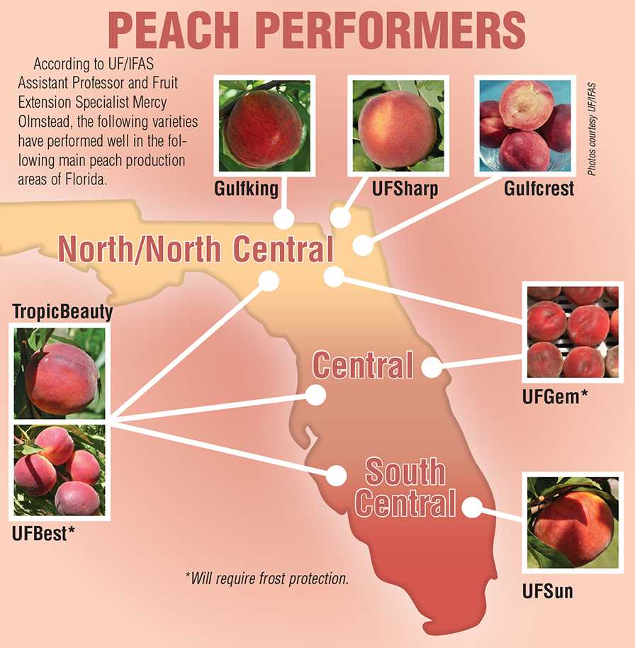Florida peach variety perfomance graphic