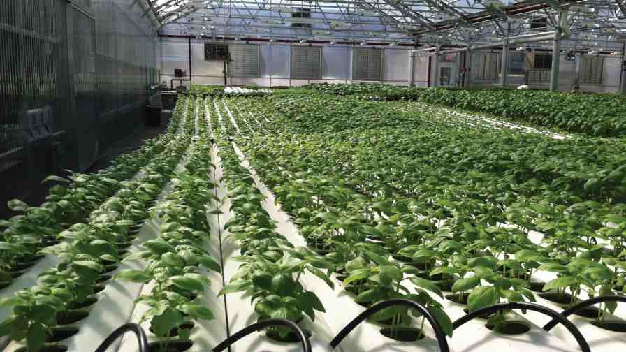 Gotham Greens Greenhouse in New York uses supplemental high-pressure sodium lighting for its basil crop. Photo credit: Chieri Kubota, University of Arizona