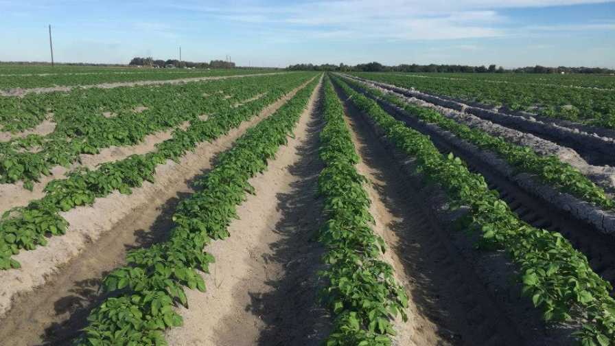 Jones Potato Farm field in Parrish, FL
