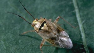 Lygus bug is a serious threat to strawberries, celery, lettuce, and Brussels sprouts in California’s Central Coast. Photo credit: University of California Cooperative Extension